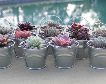 Succulent Favor Sample 4-Pack in Galvanized Steel Pails, Wedding Favors, Succulent Wedding Favors, Wedding Succulent Favors, Succulents