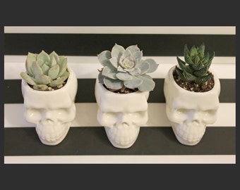 Human Skull Decor, planter desk mini, mini planter pots, small planter gift, planter desk modern, office desk planter, Skull planter