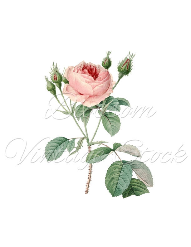 clipart di rose - photo #49