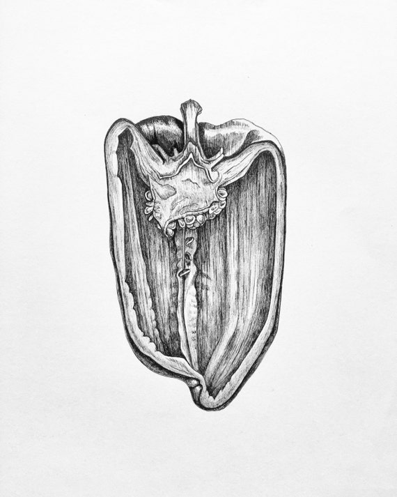 Items similar to Bell Pepper Half Art Print Pen and Ink Drawing