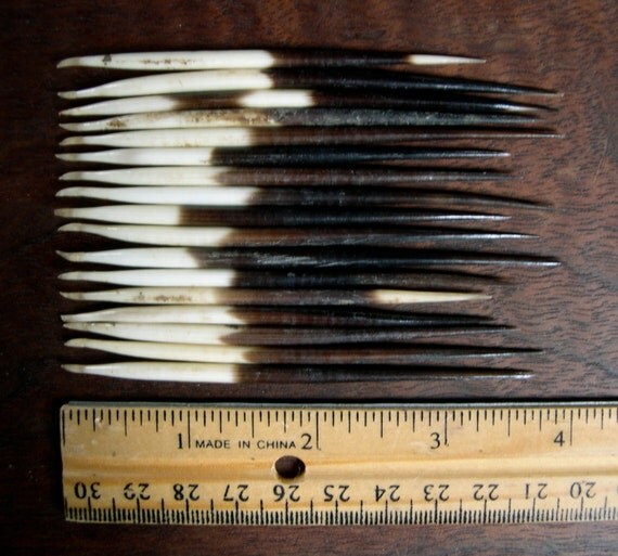 African porcupine quills genuine real natural by organicjewelry