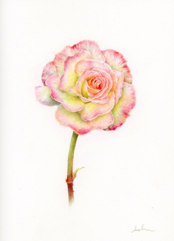 Items similar to Flower Drawing - Colored pencil drawing -Botanical Art 