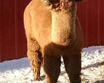 Fawn Unwashed Alpaca Fleece, Raw Brown Alpaca to Spin and Felt, 12 ounces
