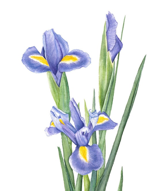 Watercolor Iris Flower Painting Archival Purple Flower Print