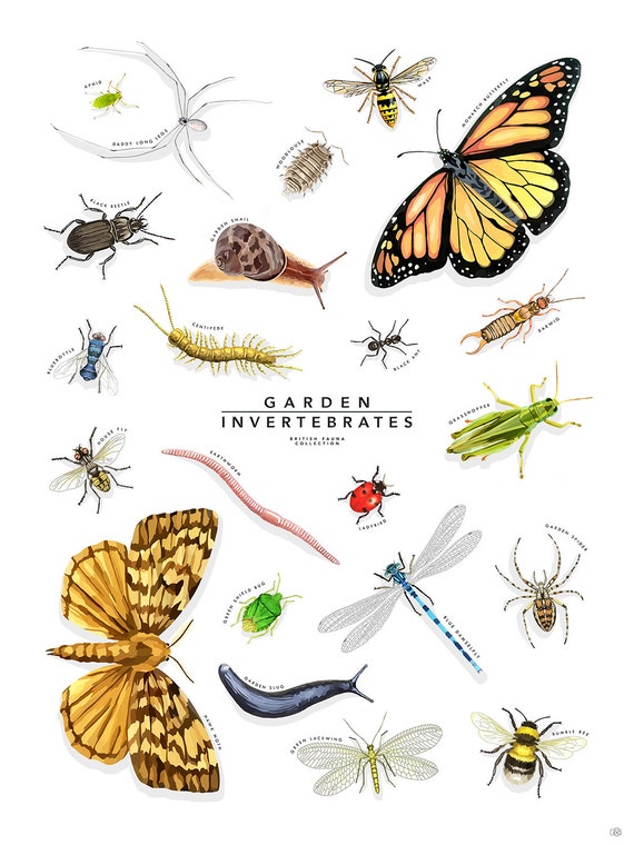 Garden Invertebrates Insect Print Bugs Chart by AlsCouzensDesigns