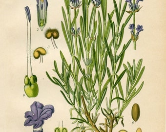 Lavender Botanical Drawing, Lavender Drawing, Botanical Drawing Lavender, Botanical Drawing, Drawing Lavender, Lavender Botanical Print, Art
