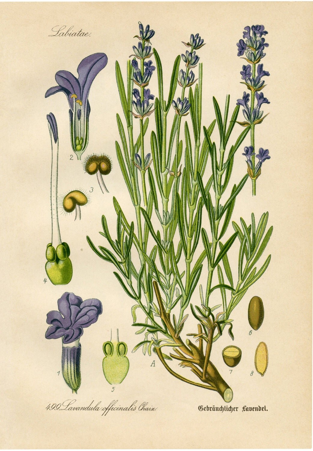 Lavender Botanical Drawing Lavender Drawing Botanical