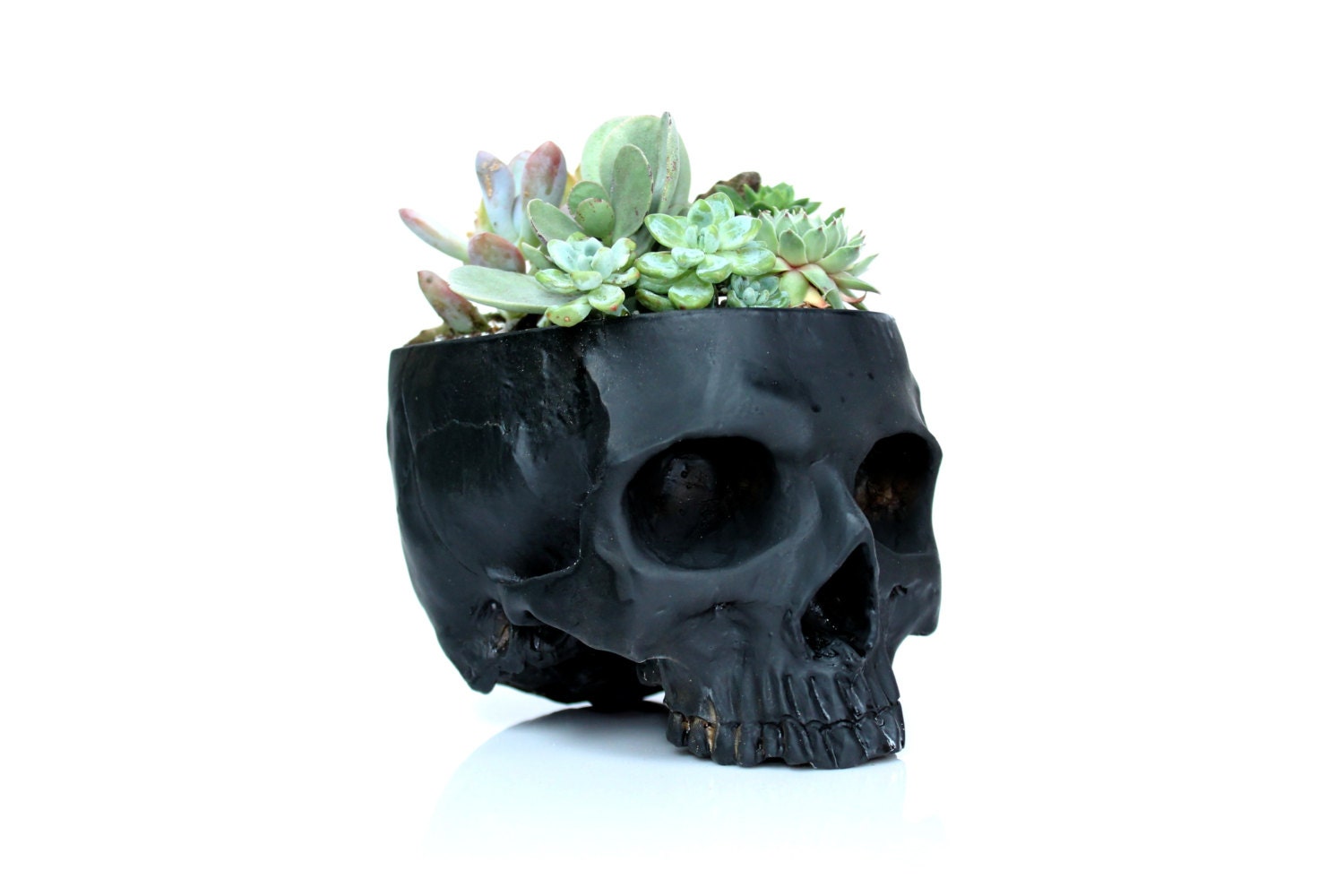  Skull  Planter  Large Succulents Gift Skull  Pot  Skull  Candy