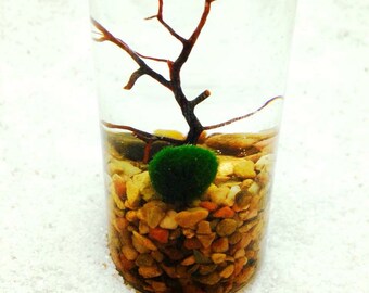10X Marimo Moss Balls Aquarium Plants