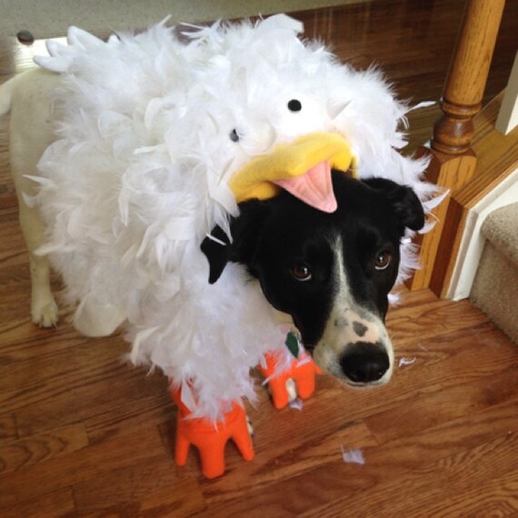 Crazy Chicken Costume for Dog Large-XXLarge by Cozy Pawz