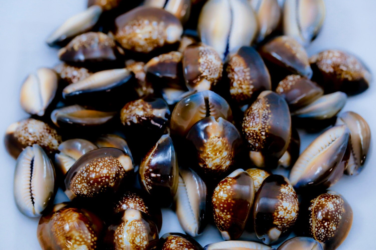 snake head shells cowry shells