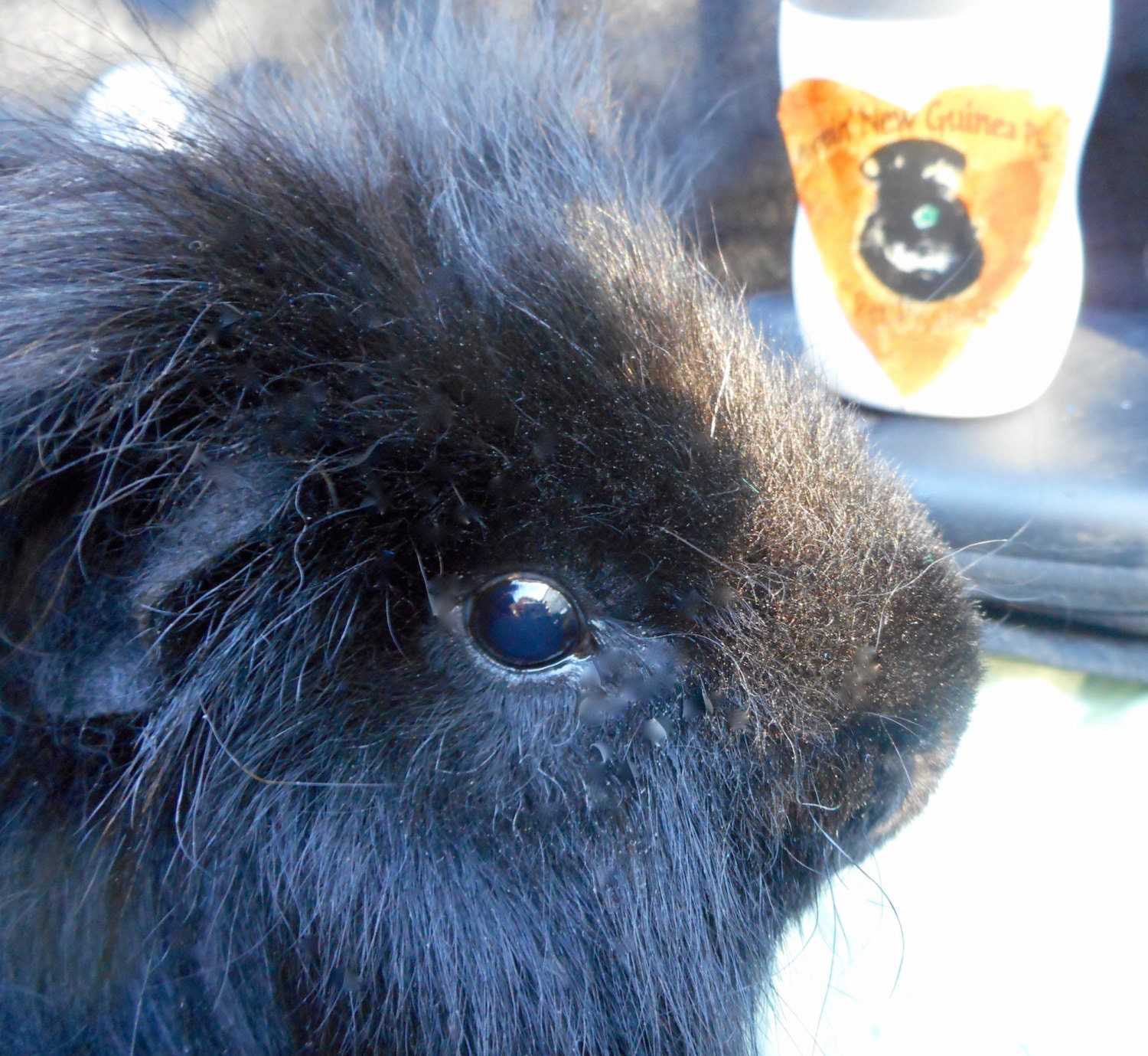 Treatment Shampoo guinea pigs Mange Mite by PoppinNewGuineaPigs