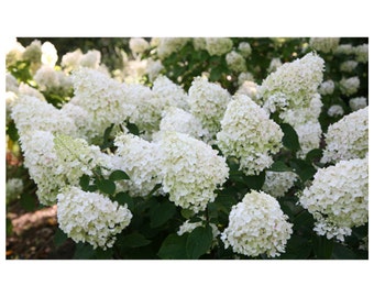 Silver Dollar Hydrangea, White Blooms, Compact Size, Live Plants, Shrub, Novelty Plant, Deep Green Foliage, 1 - 1 quart potted plant