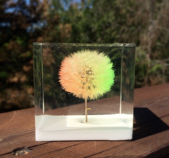 Rainbow Dandelion Wishie Cube Keepsake. Natural Gift. Wishie