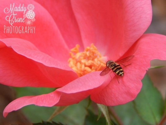 Flower Photograph, Bee Photograph, Spring Flower Photograph, Rose Photograph, 4 x 6
