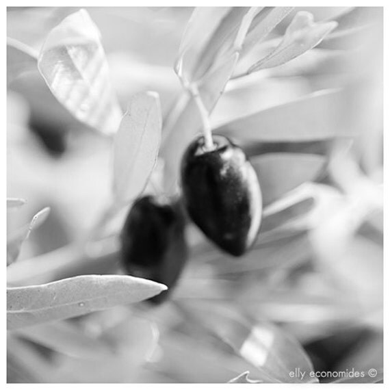 leafs, white, light, fine art photography, nature photography, black and white, Olive tree, 011. 'Olive Tree 1'