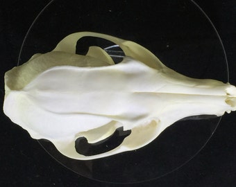 Grey Fox Skull