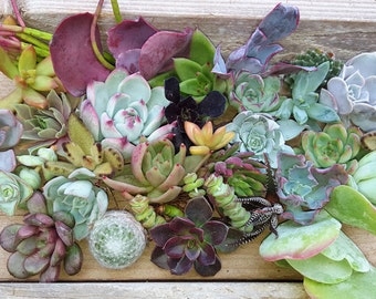 30 assorted succulent cuttings