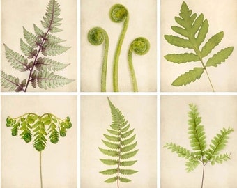 Fern Prints, Botanical Prints, Green Art, Nature Photography Set, Fern Art, Nature Artwork, Fern Wall Art, Photo Set, Set of 6 Prints