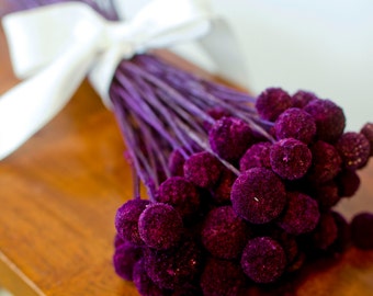 Bunch of Merlot Craspedia, purple Billy Balls, purple billy Buttons, purple dried decor, modern decor, modern wedding, wedding decor