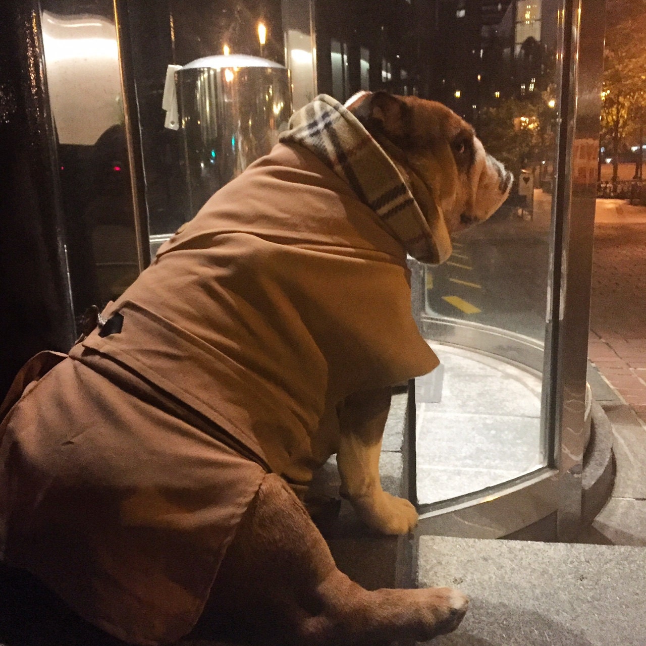 Large Dog British Trench Coat Dog Rainjacket by CustomDogJacket