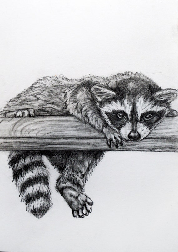 Original Pencil Drawing Raccoon 14