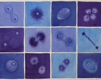 Cell Division in Violet and Blue - Original Watercolor of Mitosis