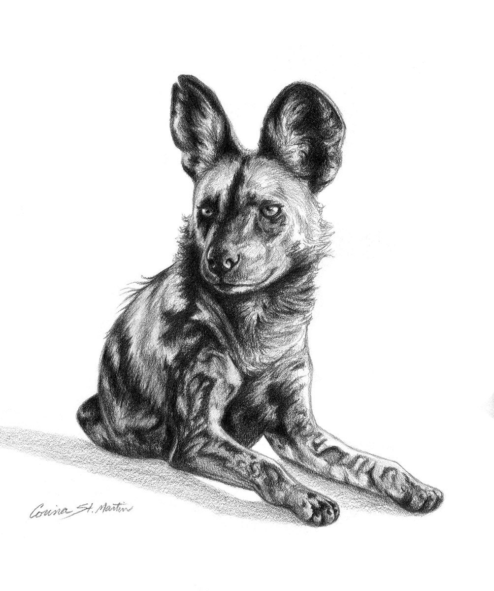 Гиеновая собака рисунок карандашом