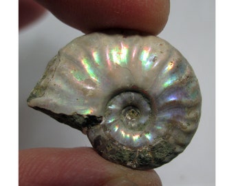 8.3 Gram Opalized Ammonite (Ammolite) Fossil - ww829