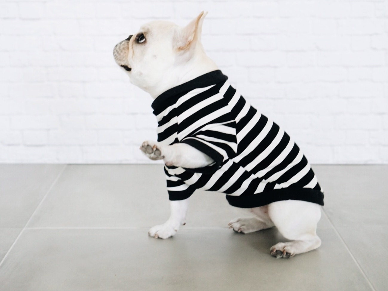 dog striped shirt