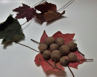 10 Needle Felted Acorns With Real Caps For Autumn Home Decor