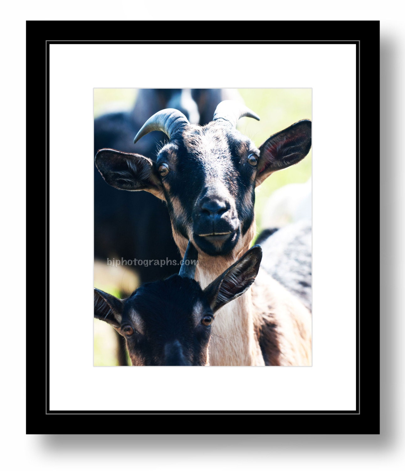 Curious Goat Print of 2 Goats Goat Art Farm Animal Wall