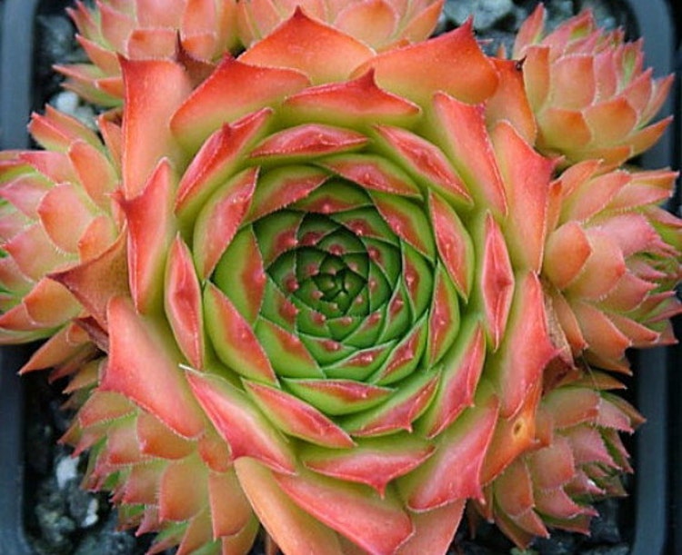 Sunset Hens & Chicks Sempervivum Very Hardy One by HirtsGardens