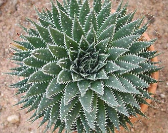Aloe Aristata Succulent Plant