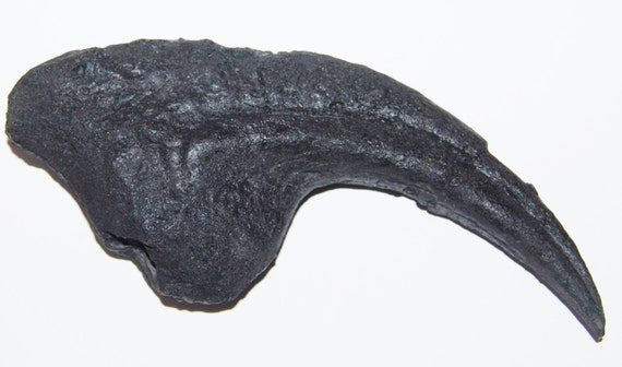 allosaurus claw for sale