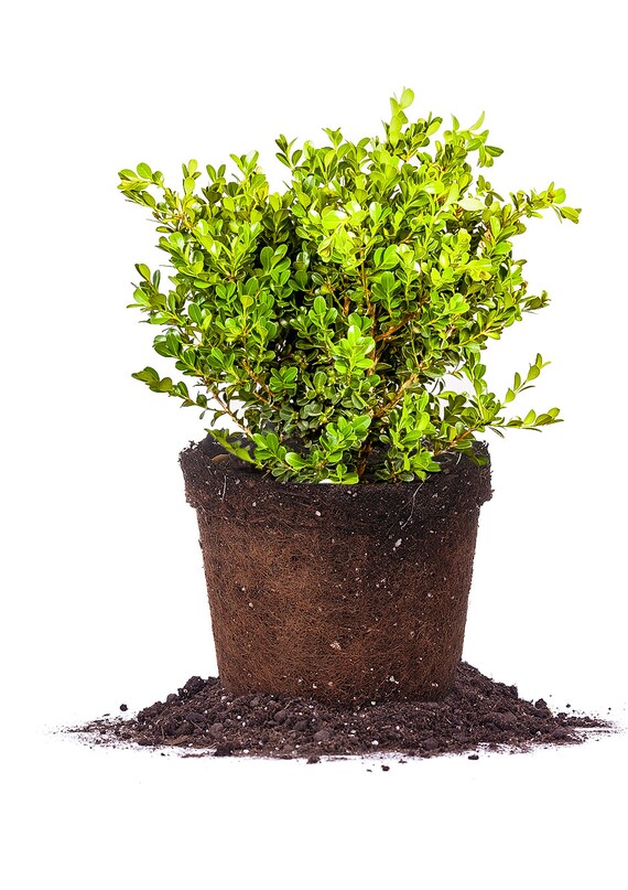 JAPANESE BOXWOOD Size 3 gallon