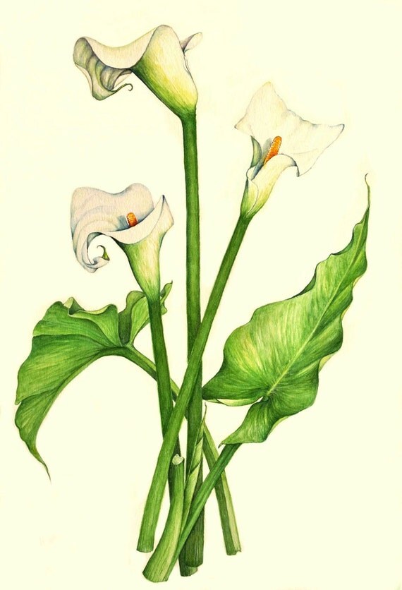 INSTANT DOWNLOAD Printable Art Print Calla Lily by HeidiKrielArt