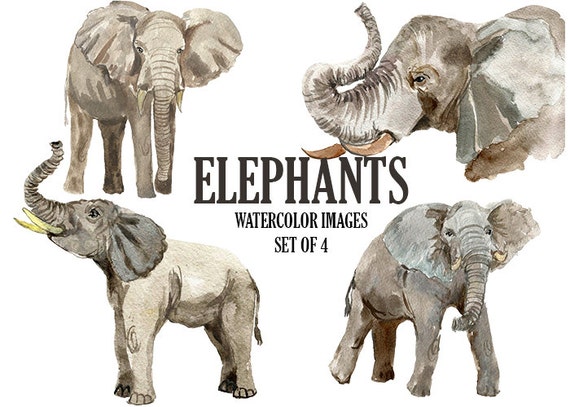 Watercolor clip art Elephant digital image Animal illustration