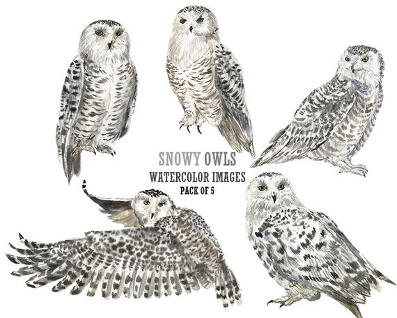 clipart snowy owl - photo #26