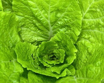 Romaine Lettuce Seeds - Homegrown Organic - Free Shipping