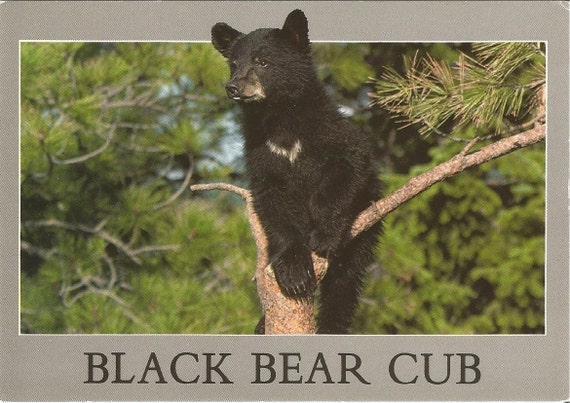 Black Bear Cup Pentley Southwest Photo by Pouis M. Kis 1980's Vintage Postcard