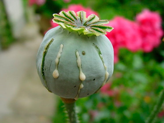 1 Oz Opium Poppy Seeds Papaver Somniferum L By Treeseedscom