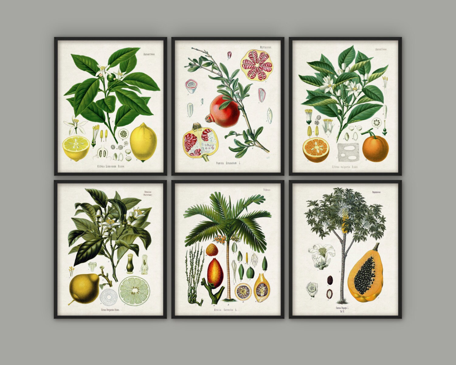 fruit wall art kitchen