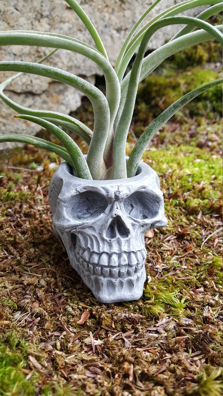  Skull  Planter  Concrete Human Skull  Plant Pot  by FireKDesigns