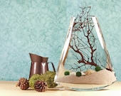 Marimo Terrarium // Curved Bottom Vase // Moss Ball Aquarium // Flat Vase // Sea Fan // Shells // Green Gift // Home Decor// Office Decor