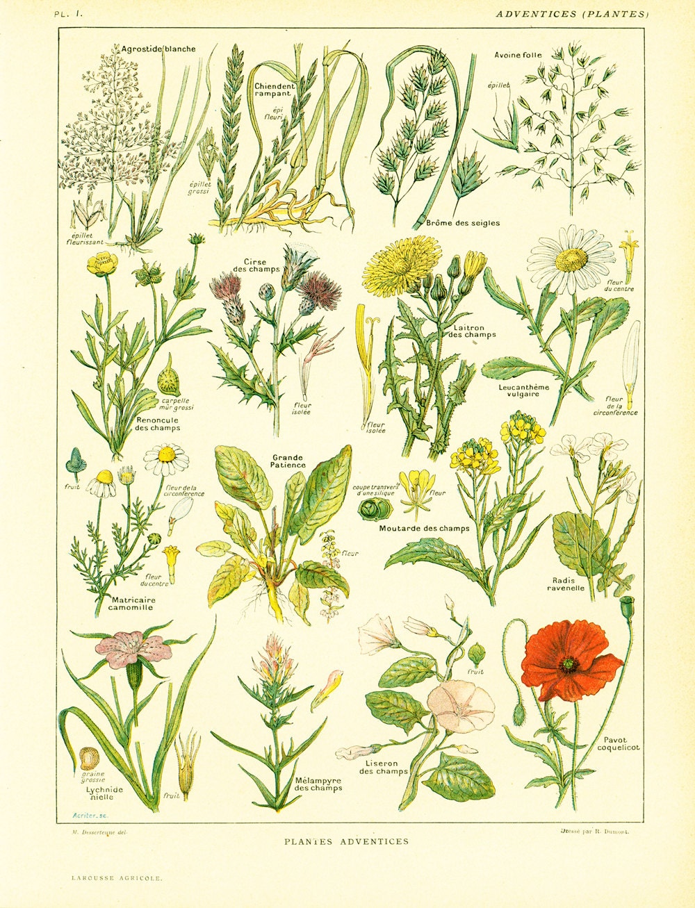 1922 Antique Botanical print of WILDFLOWERS Chart