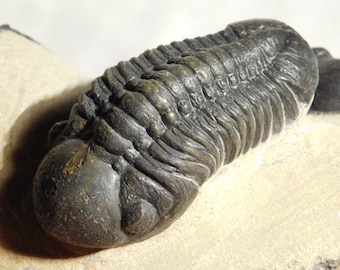 THREE Trilobite Fossils! TWO SPECIES 2 Paralejurus and Phacops Morocco 1045gr