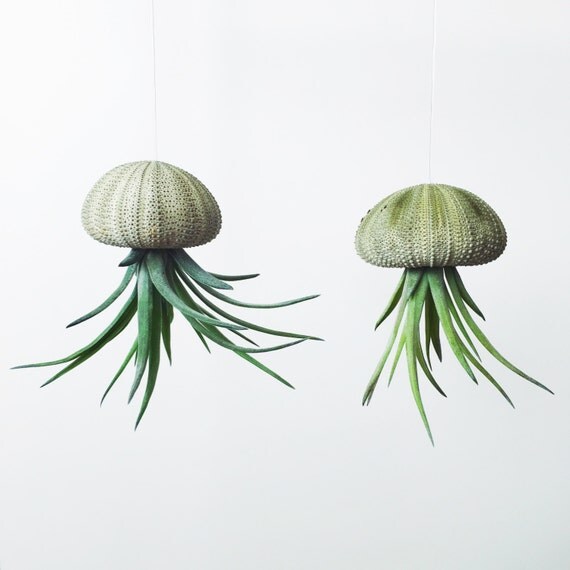 Small Air Plant Jellyfish Hanging Planter Air Plant Home
