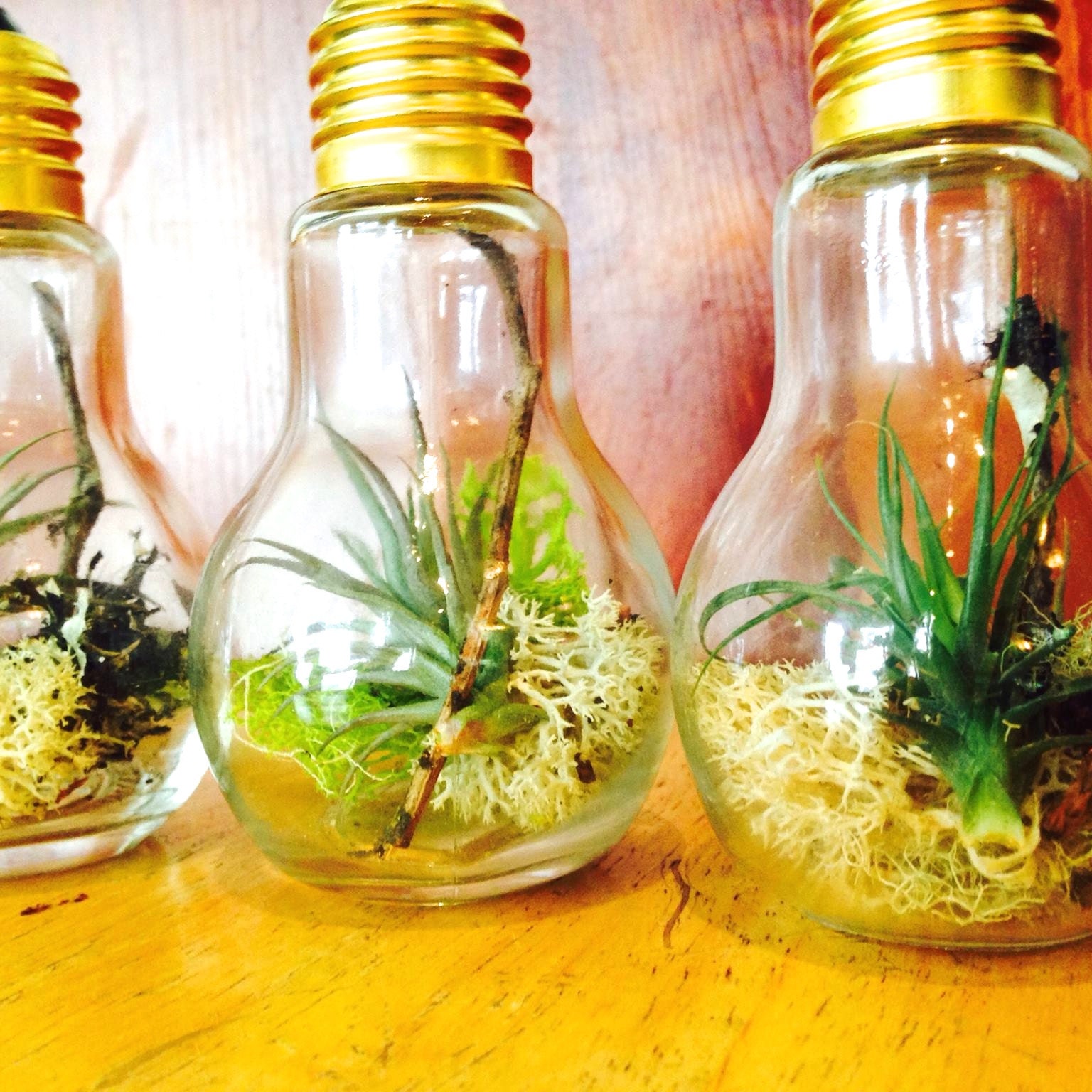 Air Plant & Succulent Designs Easy Growin by EasyGrowinDesigns