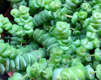Crassula Hottentot - Cutting 5-8 cm (unrooted)